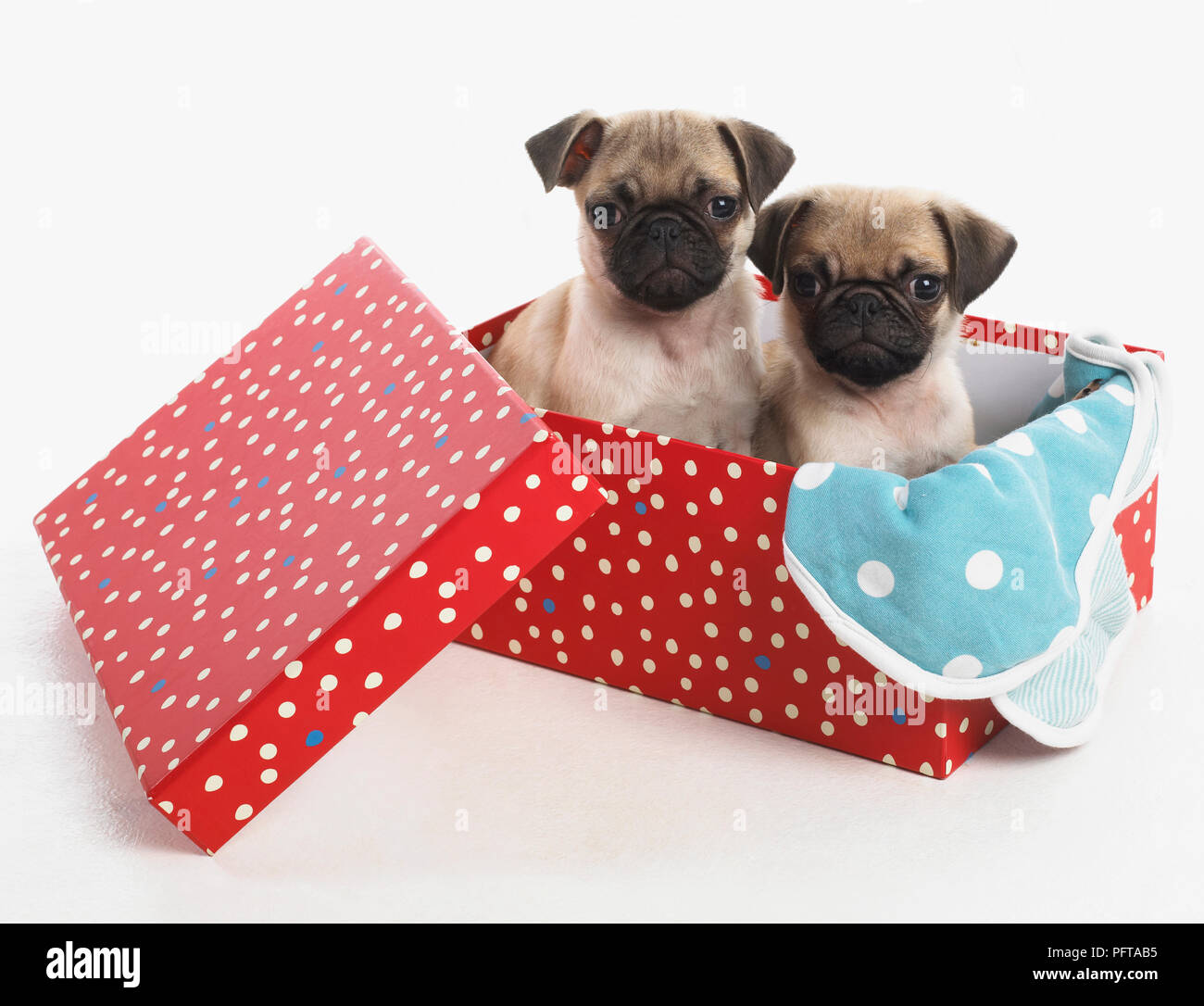 Pug cuccioli, 7 settimane Foto Stock