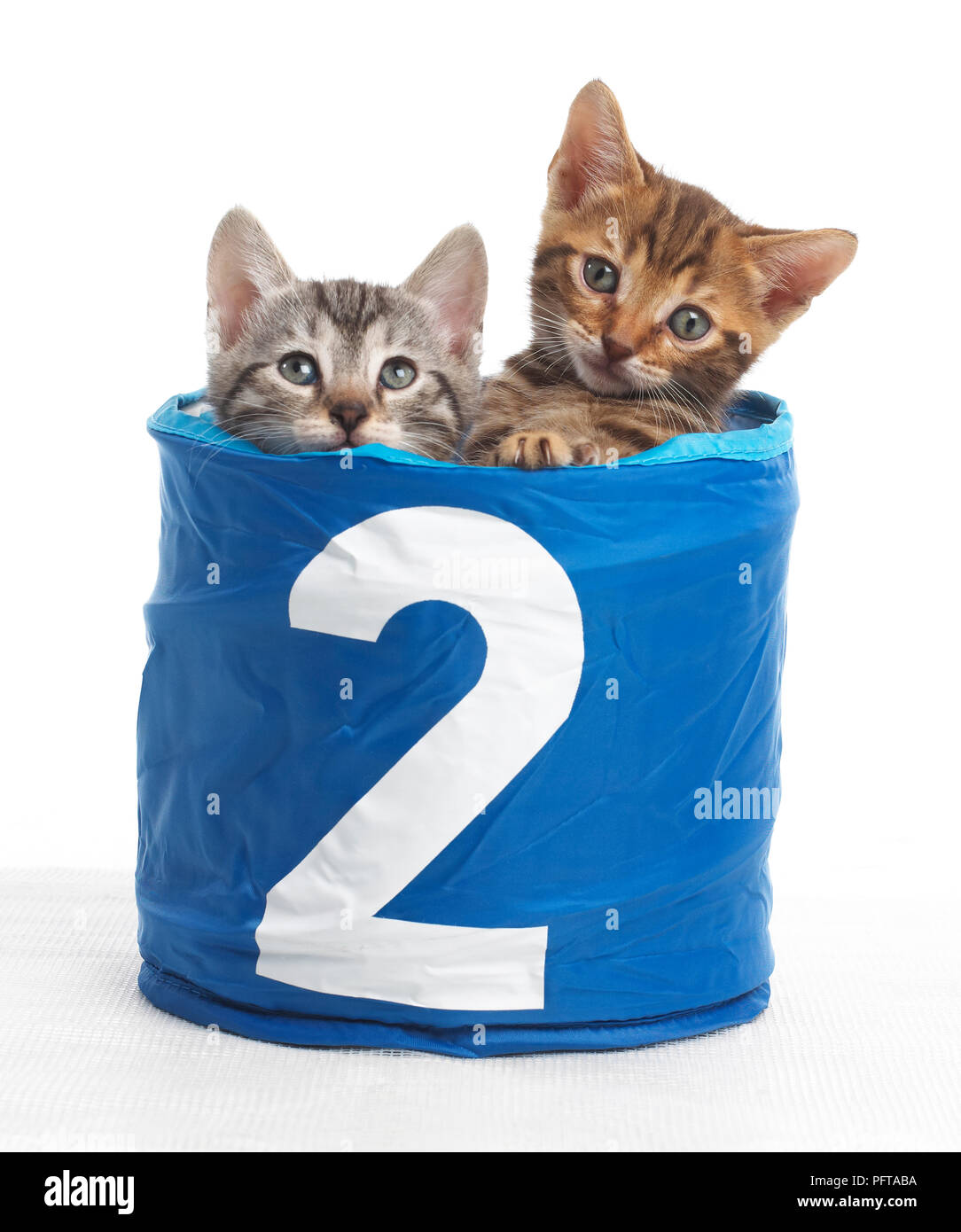 I gattini nel cestino con il numero 2 sulla parte anteriore, il Bengala e croce British Shorthair gattini, 5 settimane di età Foto Stock