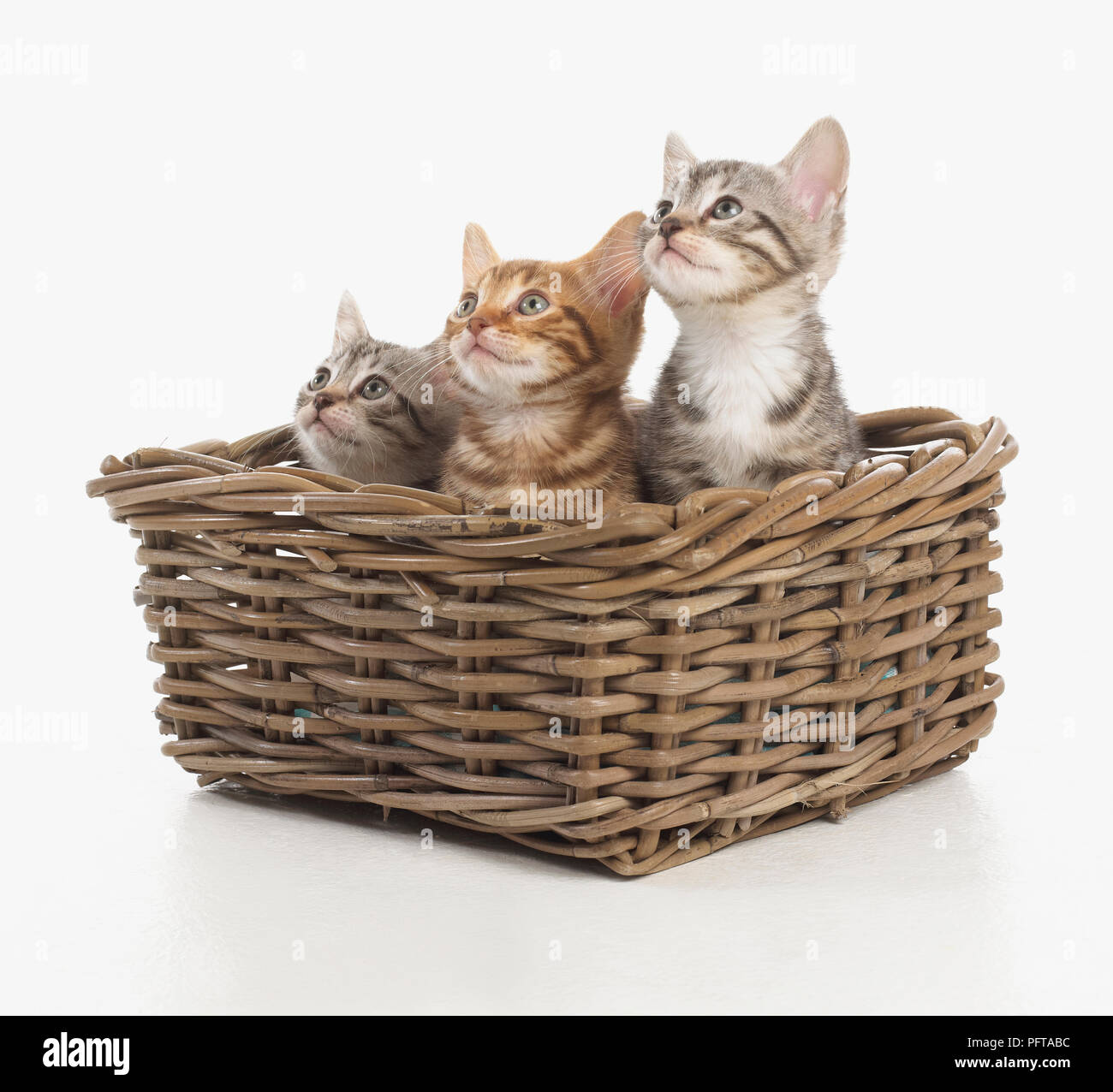 Tre Bengala e croce British Shorthair gattini nel cesto di vimini, 5 settimane di età Foto Stock
