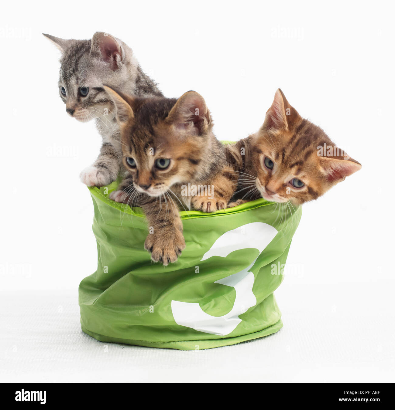 I gattini nel cestino con il numero 3 sulla parte anteriore, il Bengala e croce British Shorthair gattini, 5 settimane di età Foto Stock