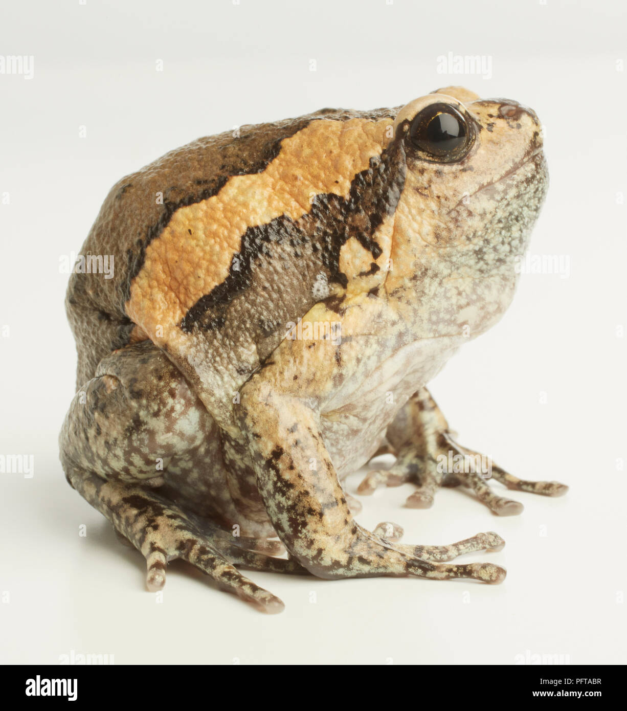 Nastrare rana toro, Chubby Frog (Kaloula pulchra) Foto Stock