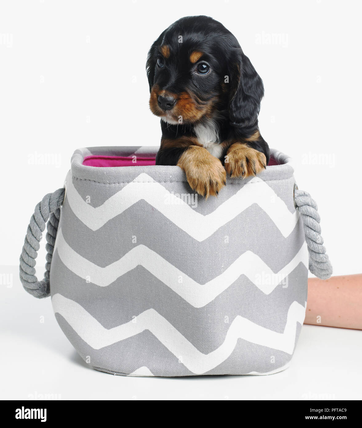 Spaniel cucciolo nel cestello, di 4 settimane di età Foto Stock