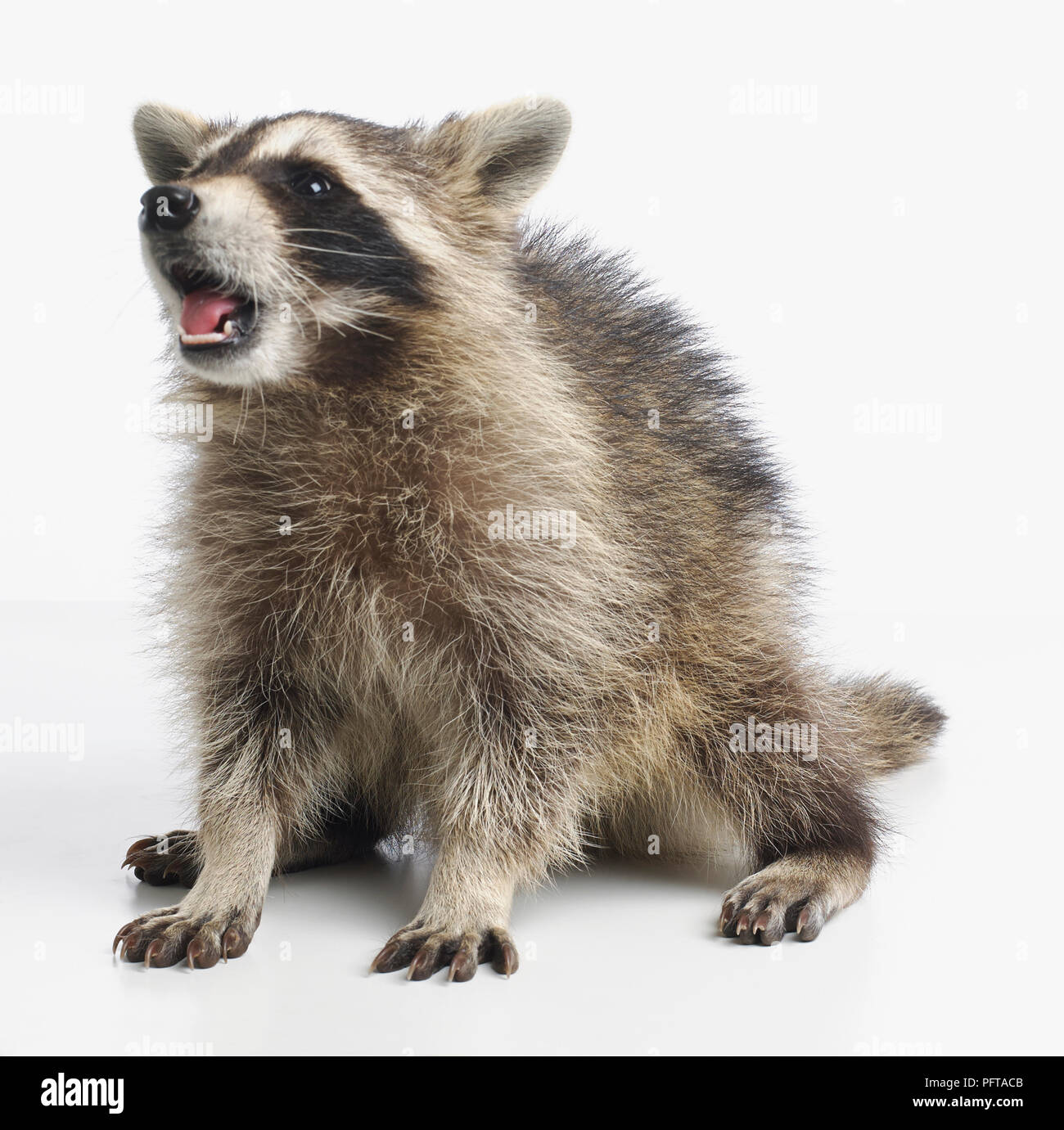 Raccoon (Procione lotor), 14 settimane maschi Foto Stock