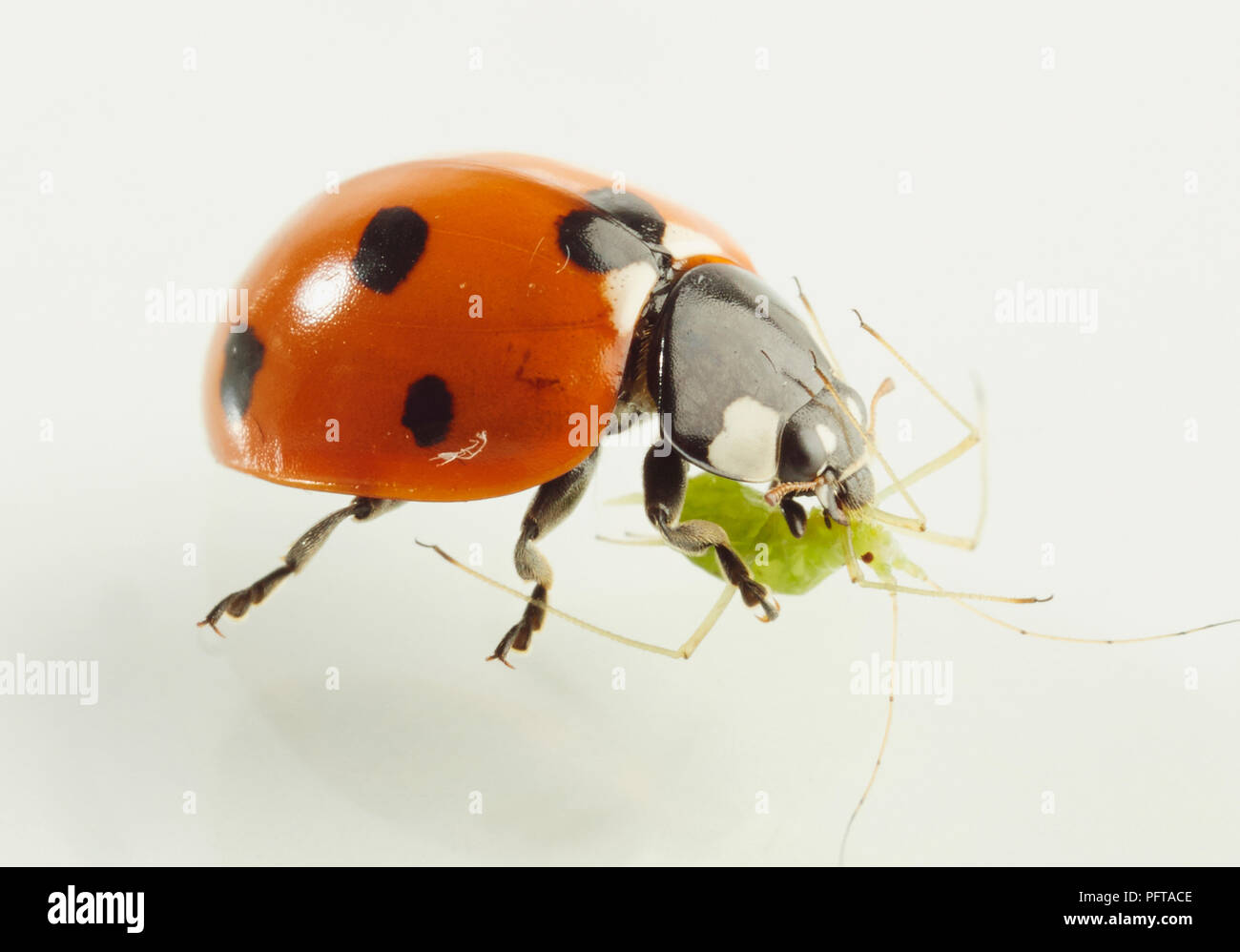 Sette-spotted Ladybird (Coccinella septempunctata), coccinelle di uccidere e mangiare più piccolo insetto Foto Stock