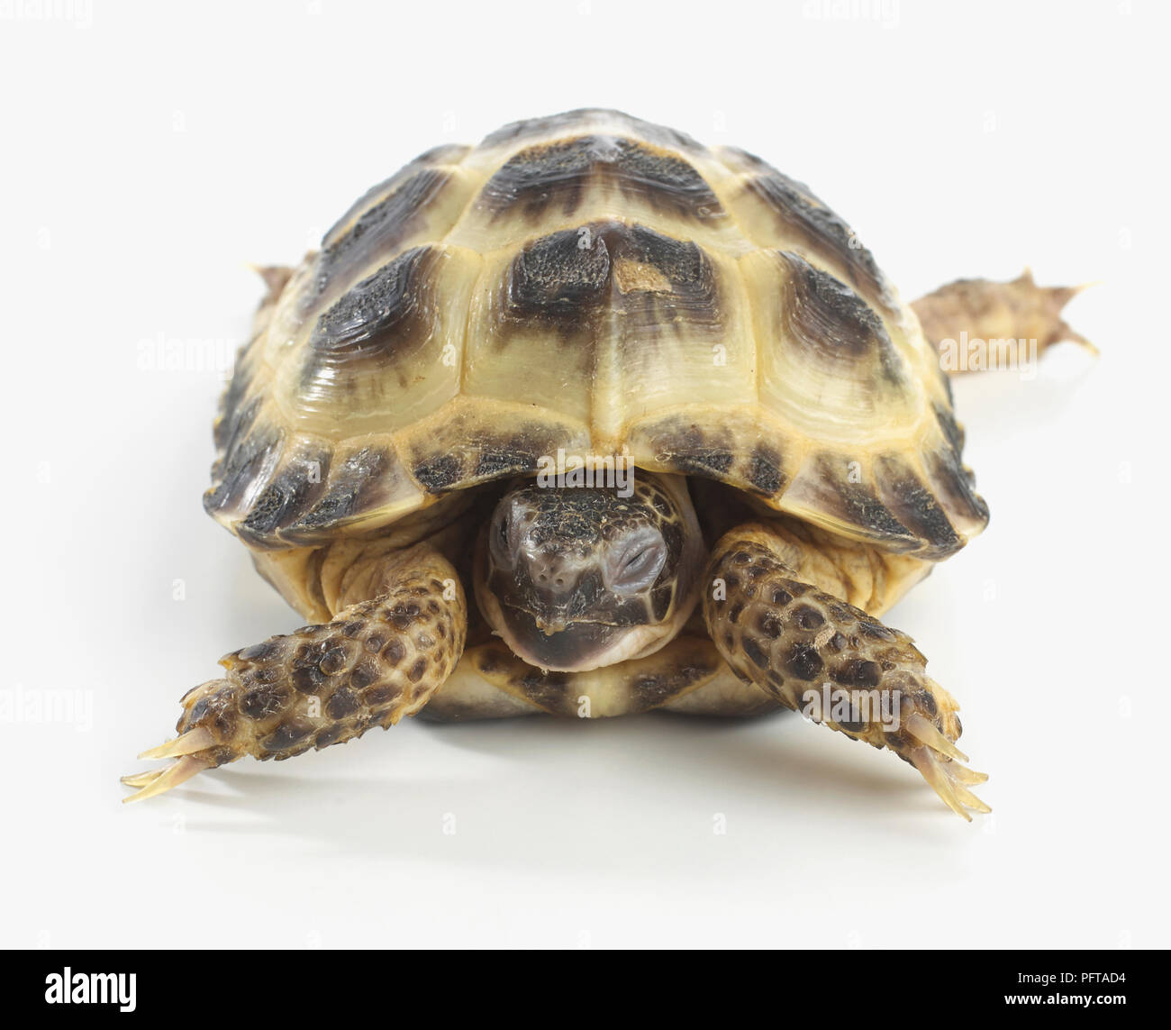 Giovani Horsefields tartaruga, Russo (tartaruga Agrionemys horsfieldii), 4-anno-vecchio Foto Stock