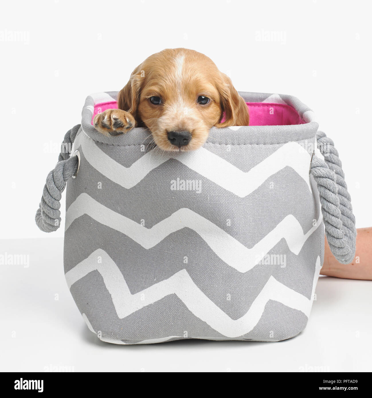 Spaniel cucciolo nel cestello, di 4 settimane di età Foto Stock