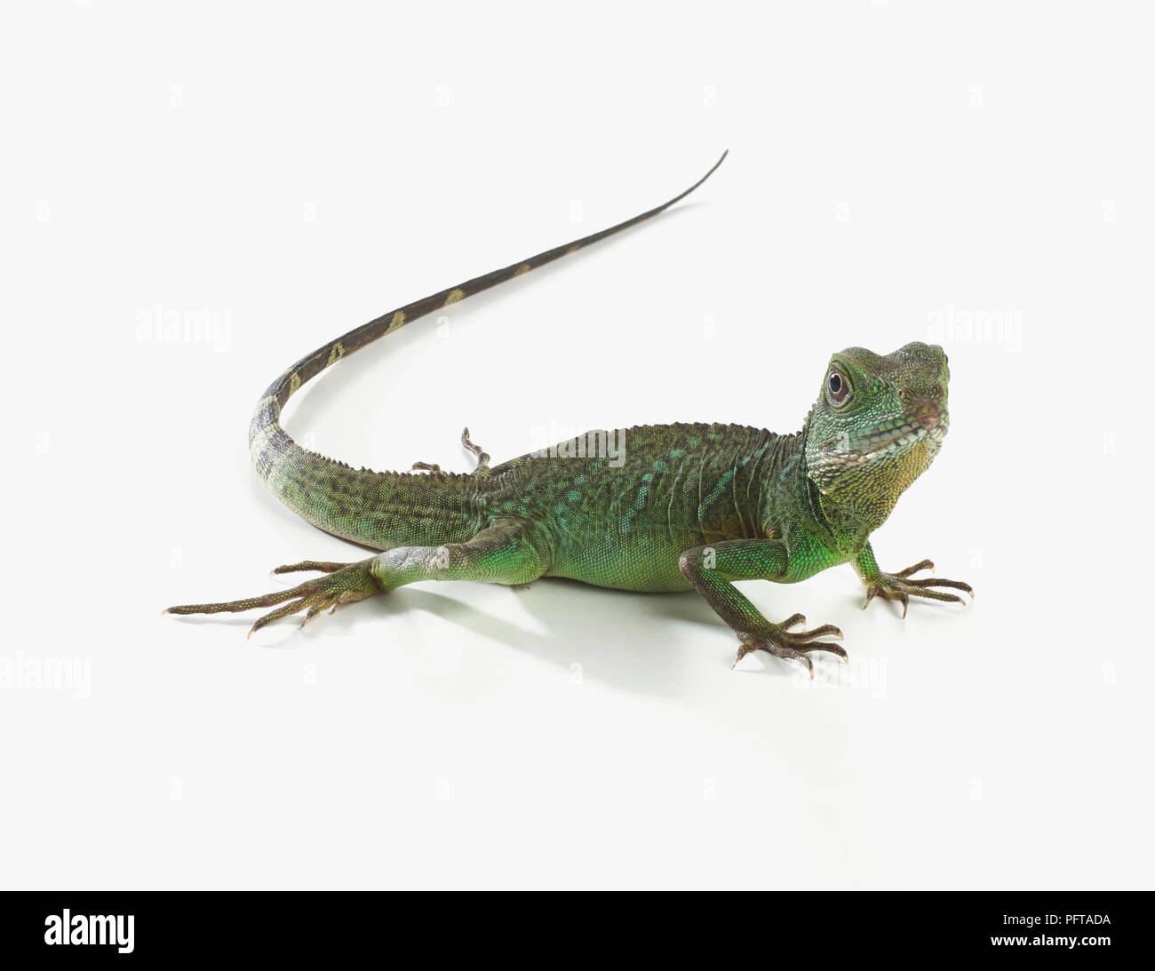 Acqua, drago verde drago di acqua o acqua cinese Dragon (Physignathus cocincinus) Foto Stock