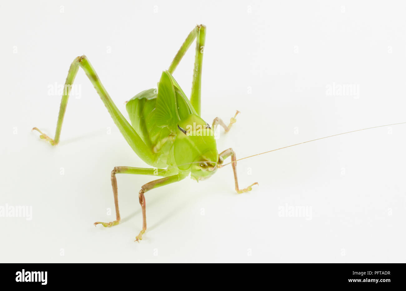 Gigante Katydid Florida (Stilipnochlora couloniana), Bush cricket Foto Stock