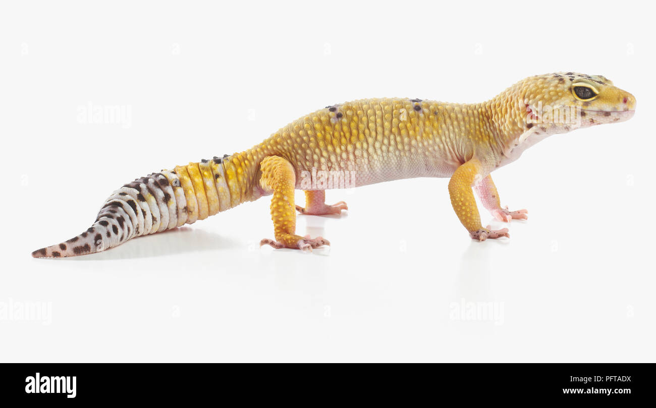 Leopard Gecko (Eublepharis macularius), 2-anno-vecchio maschio Foto Stock