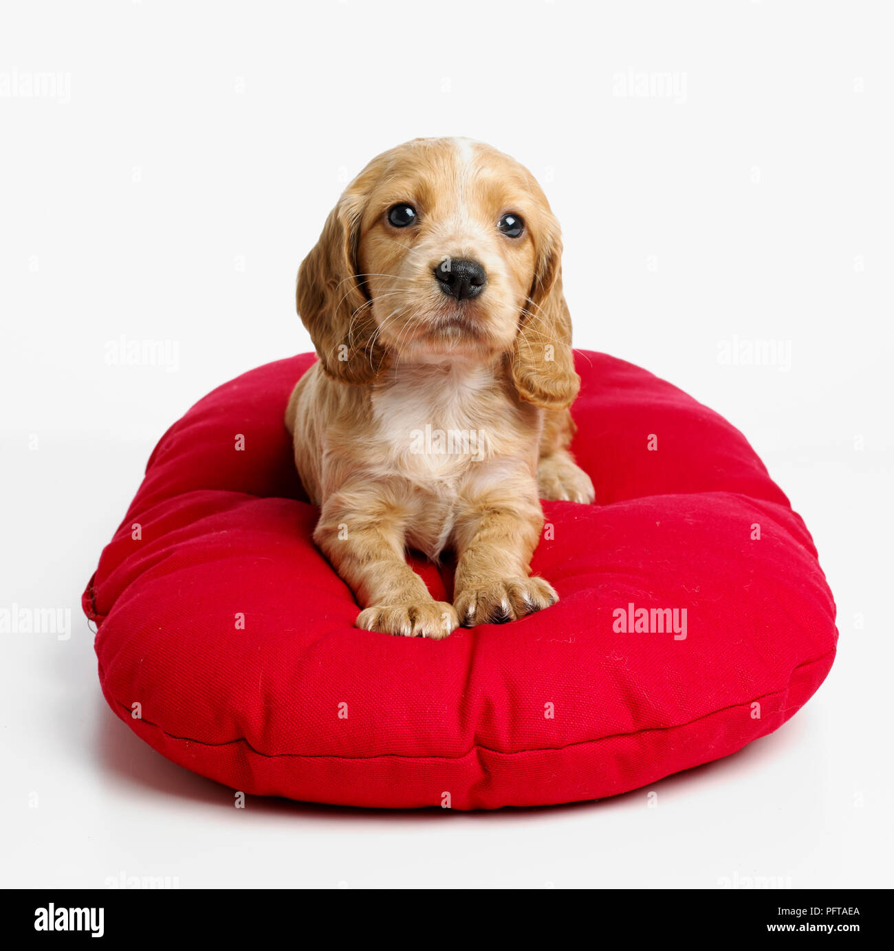 Spaniel cucciolo, di 4 settimane di età Foto Stock