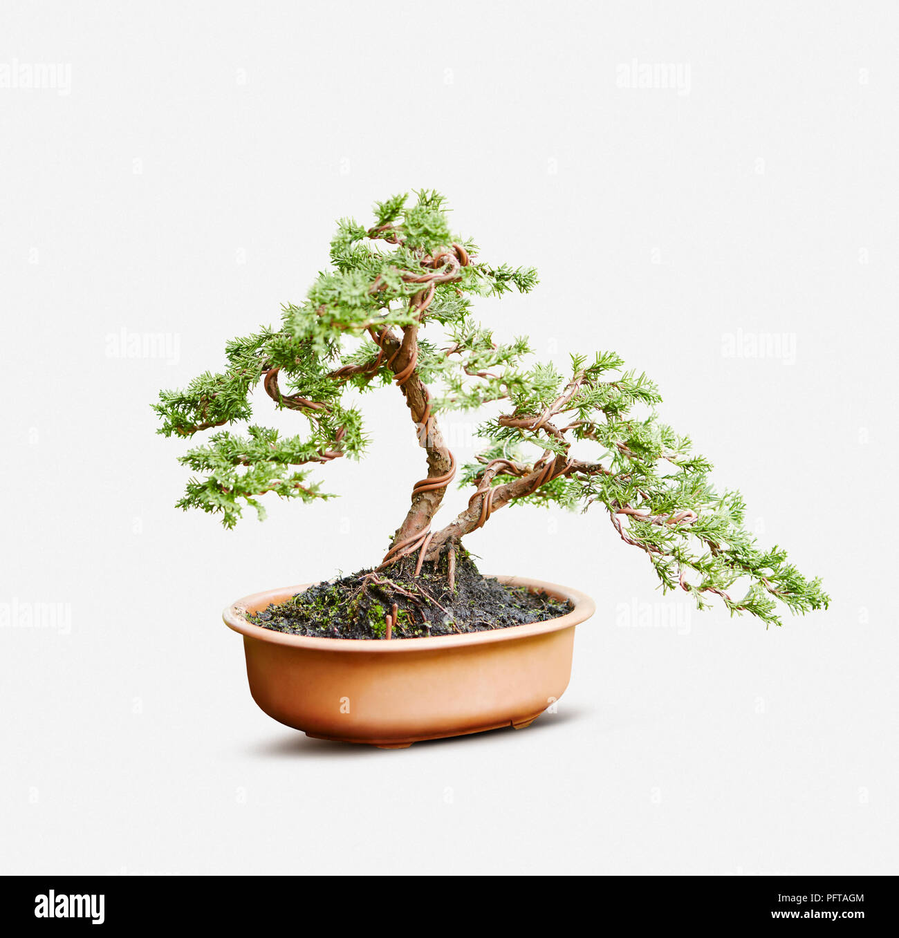 Bonsai, giovani Styling Juniperus chinensis (ginepro cinese), utilizzando il filo di rame sui rami Foto Stock