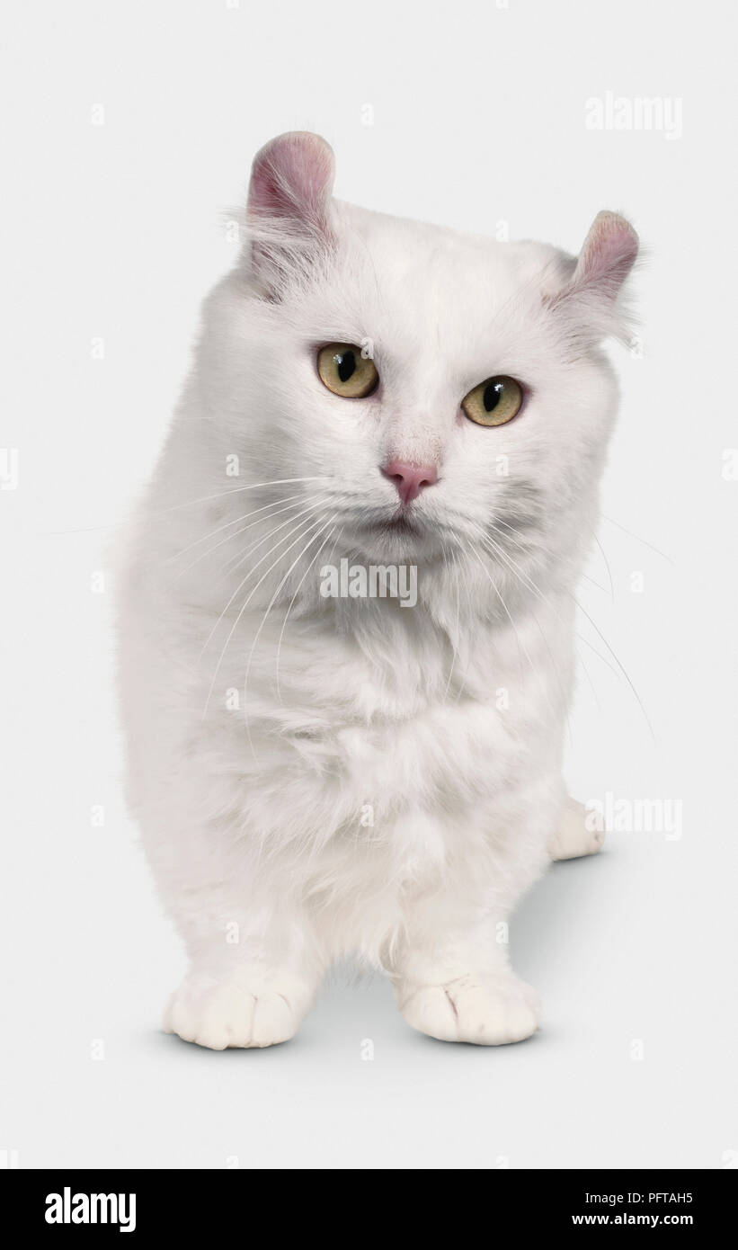 Kinkalow Longhair Cat Foto Stock