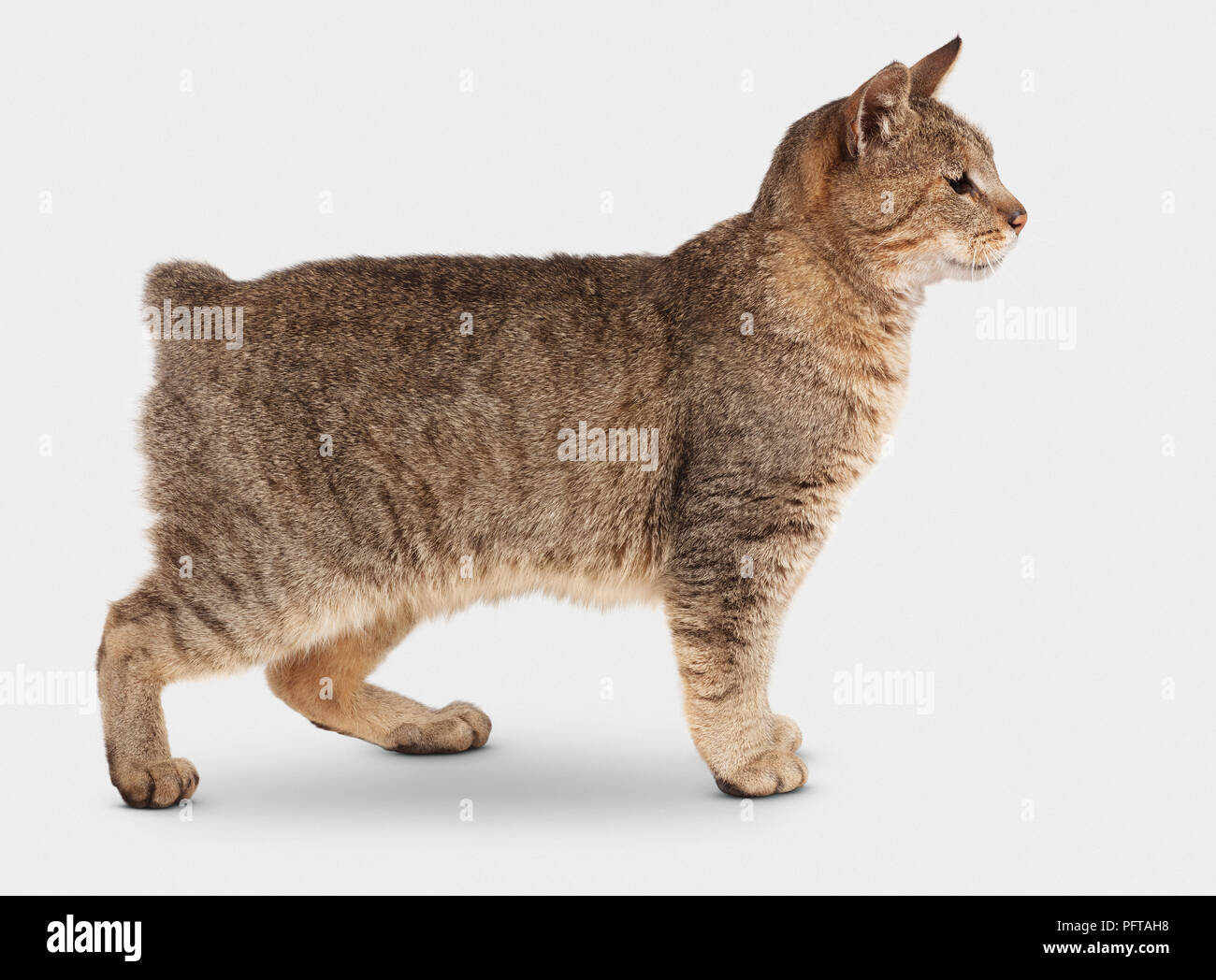 Pixiebob Shorthair Cat Foto Stock