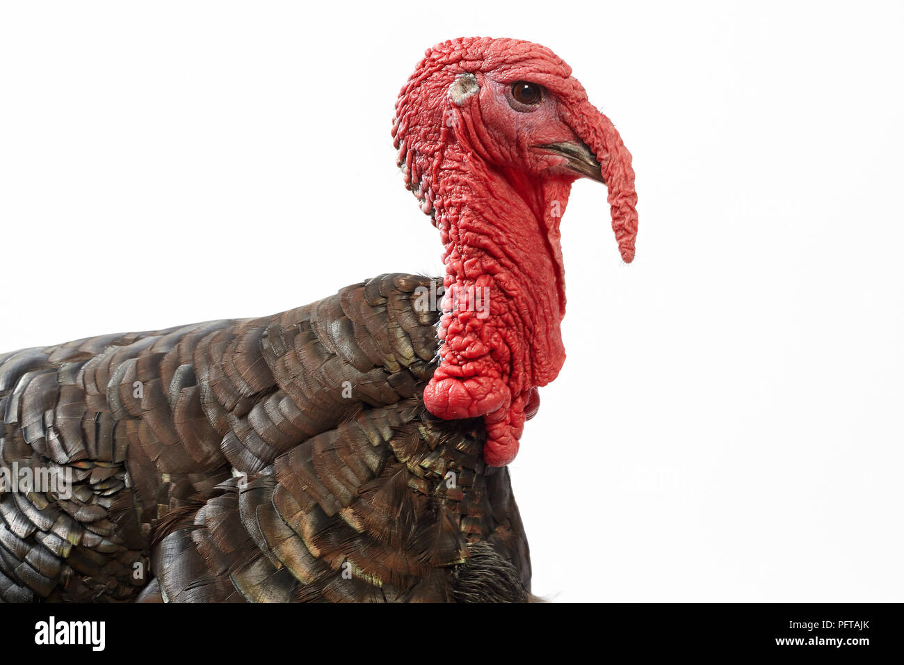 Bronzo Turchia Foto Stock