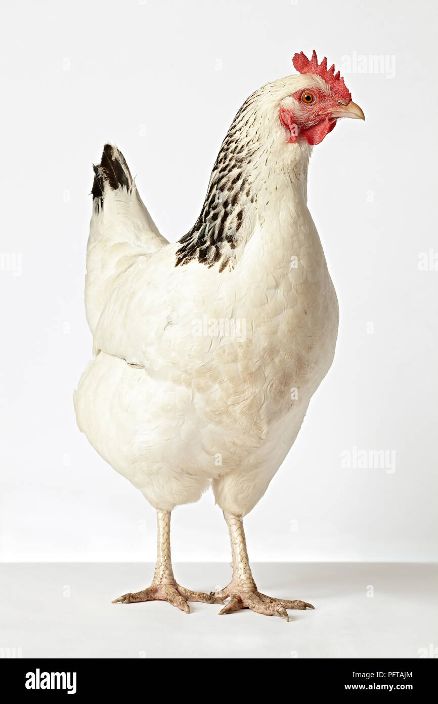 Luce di gallina Sussex Foto Stock