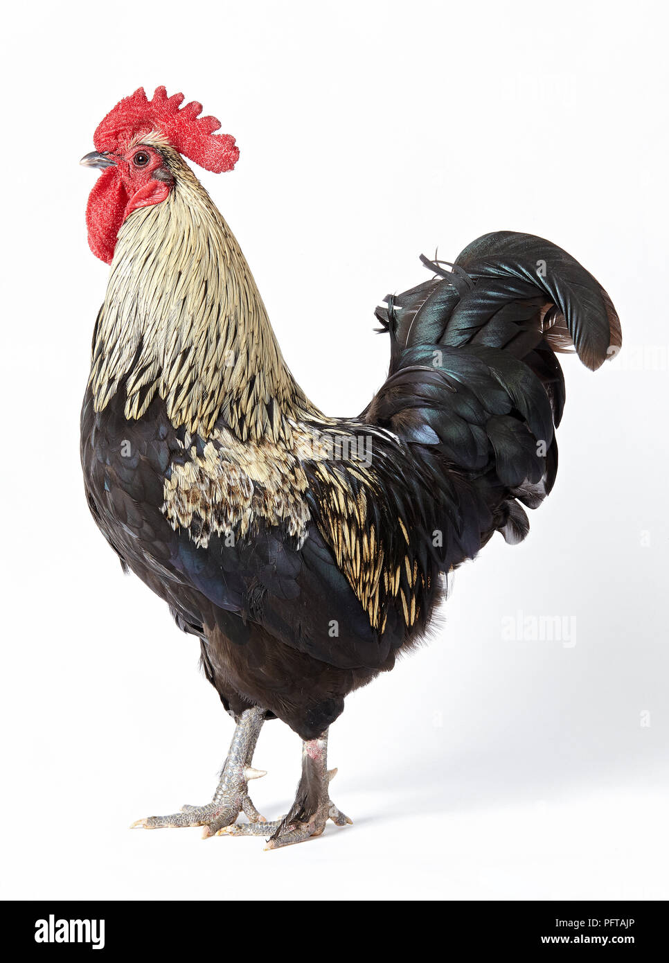 La Rhode Island red Bantam galletto Foto Stock