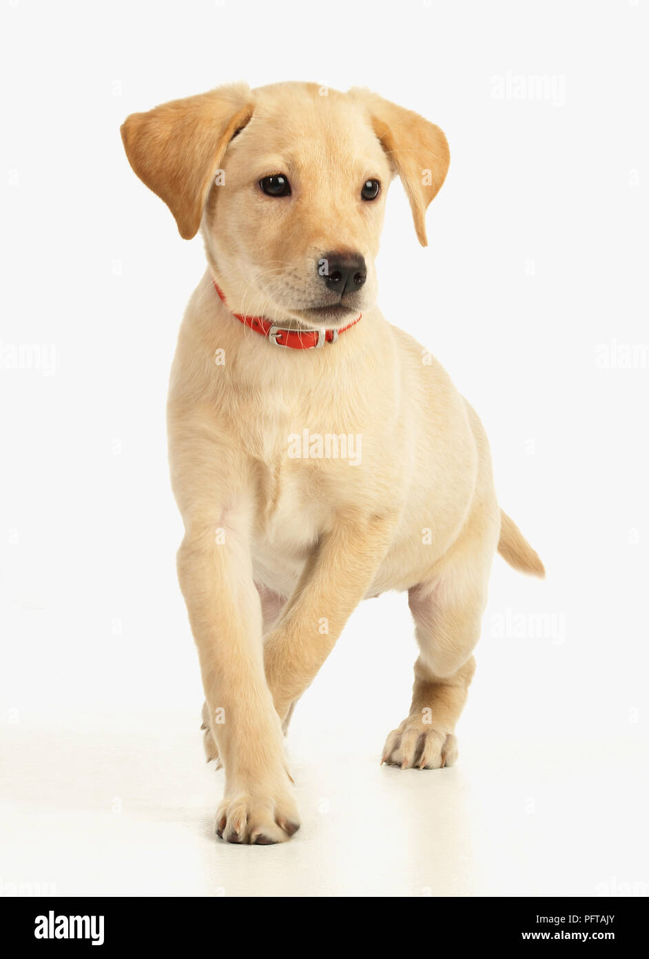 Cucciolo di Labrador a piedi Foto Stock