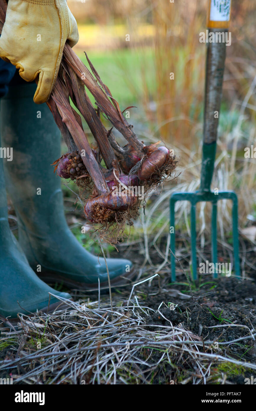 Giardiniere sollevamento lampadine gladioli fuori del terreno per memorizzarli altrove per l'inverno, close-up Foto Stock