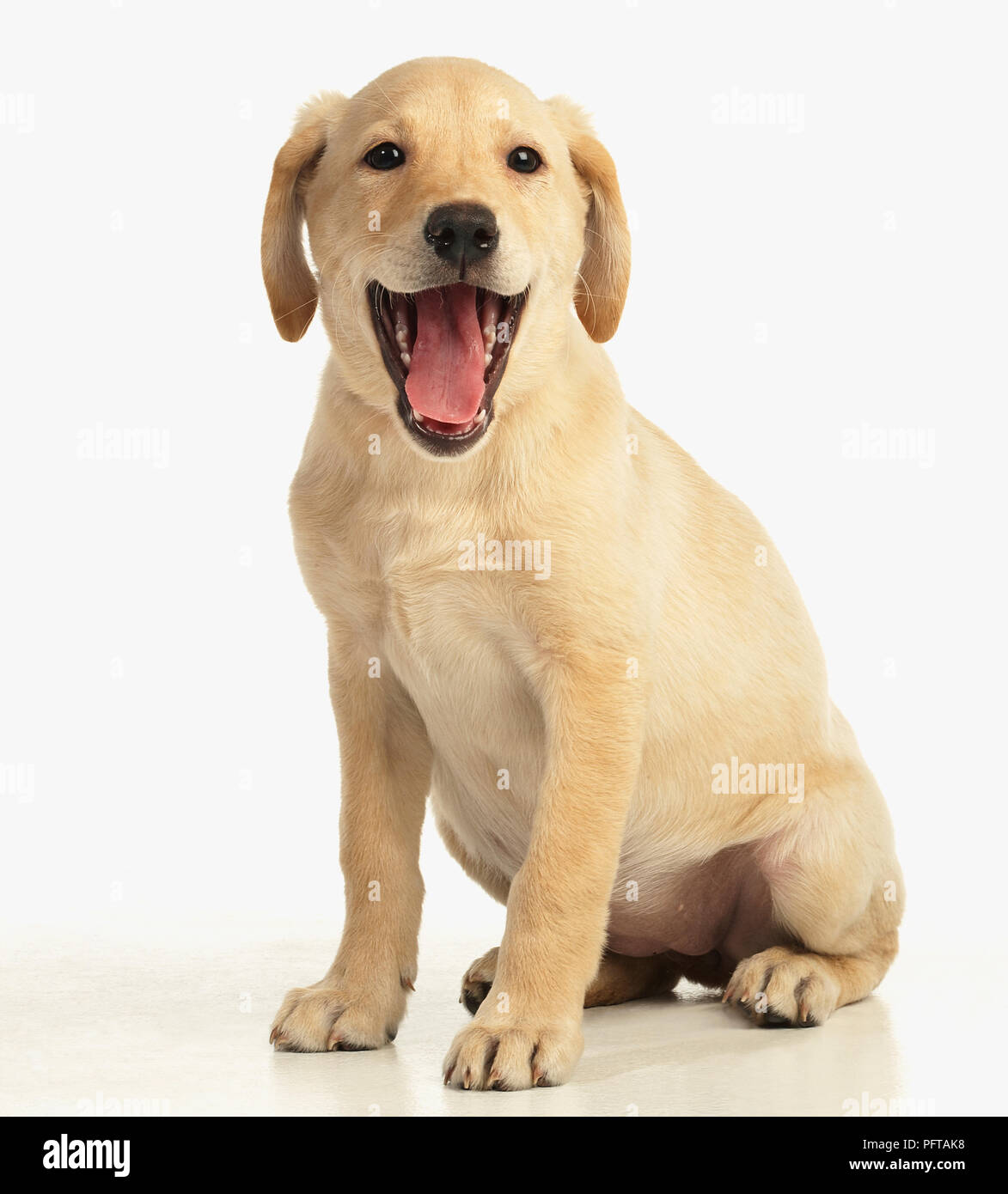 Il Labrador cucciolo con la bocca aperta Foto Stock