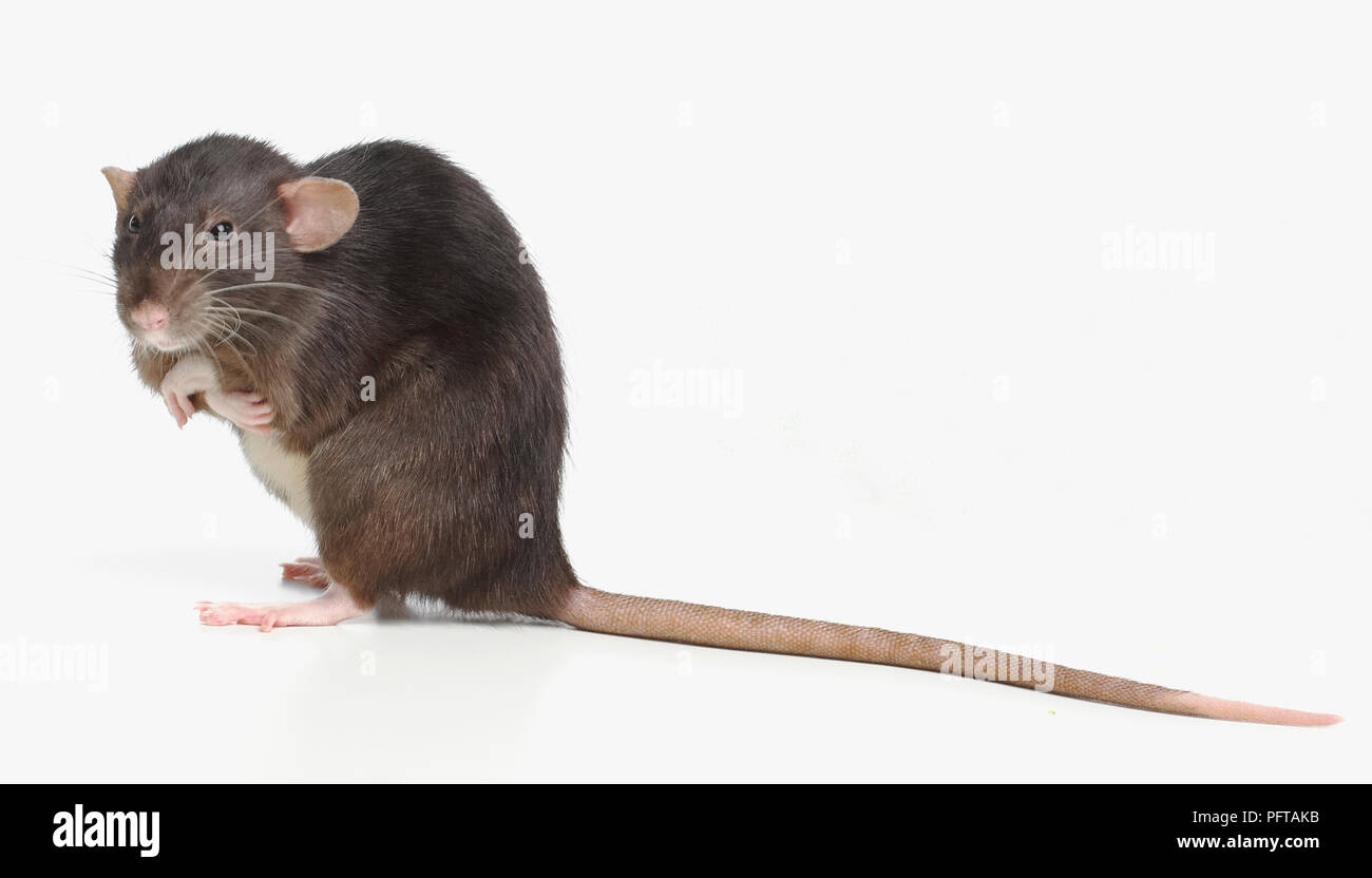 Dumbo rat, pet rat Foto Stock