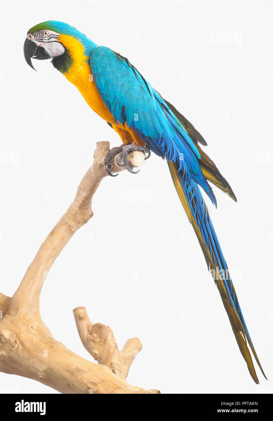 Blu e Giallo macaw, blu e oro Macaw (Ara ararauna), Parrot Foto Stock