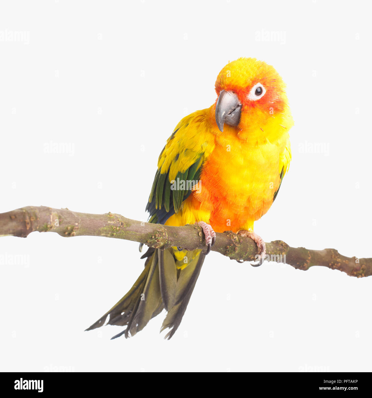 Colorato di giallo e rosso parrot, Sun Conure, Sun parrocchetto (Aratinga solstitialis) Foto Stock