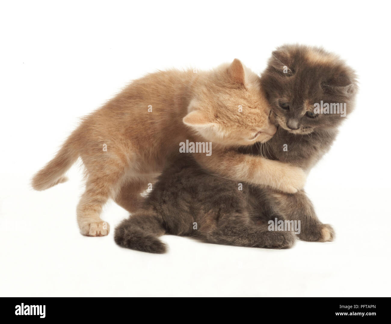 Gattini giocare combattimenti Foto Stock