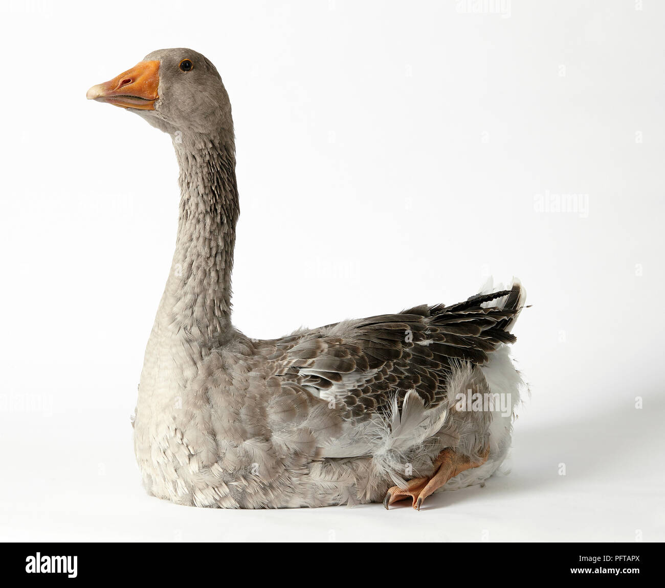 Oca di Toulouse Foto Stock