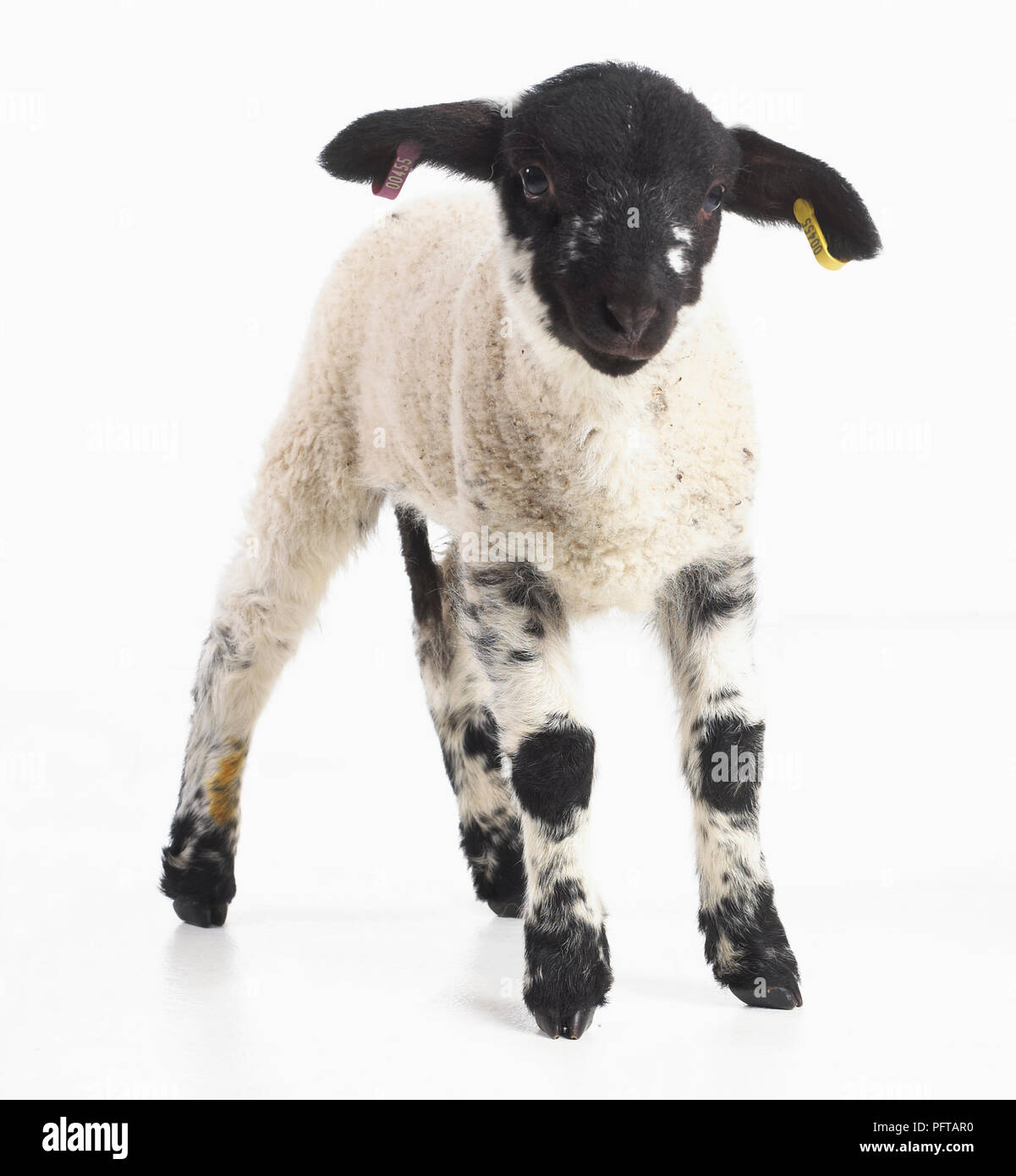 Agnello, Ruvida cadde cross Charollais pecore, 4 settimane maschi Foto Stock