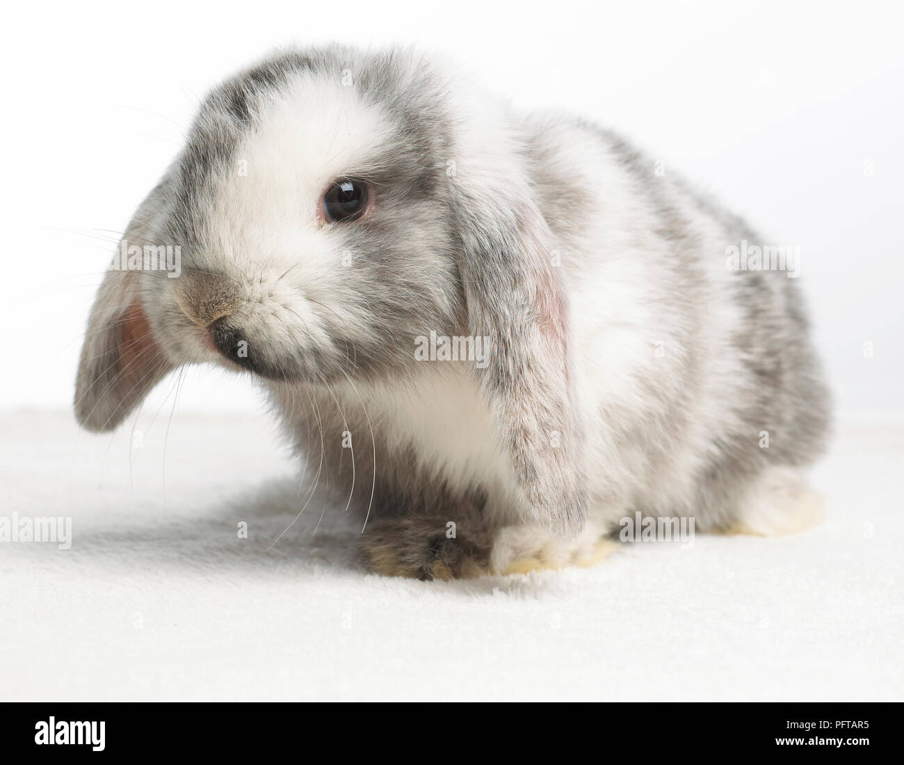 Giovani Lop Dwarf Rabbit, di 4 settimane di età Foto Stock