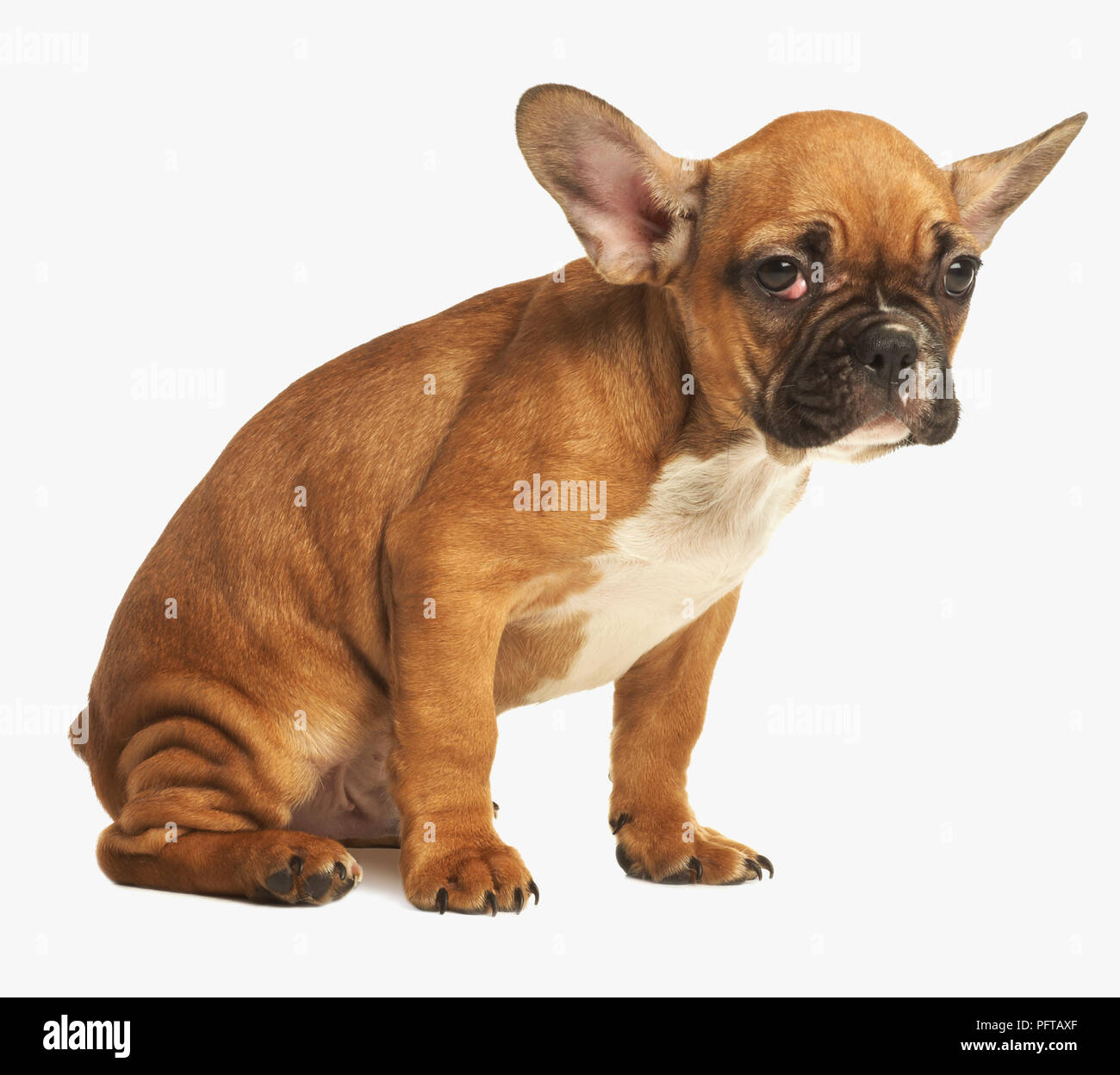 Bulldog francese cucciolo Foto Stock