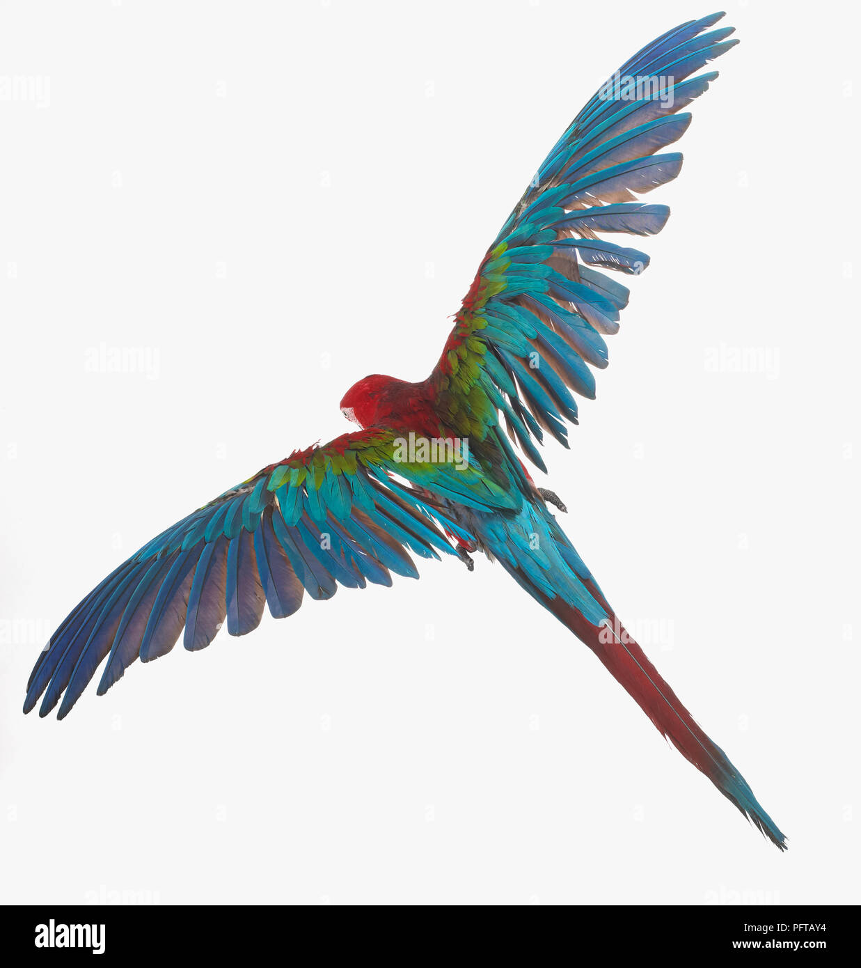 Verde-winged Macaw, rosso-verde Macaw (Ara chloropterus), Parrot, vista da sopra Foto Stock