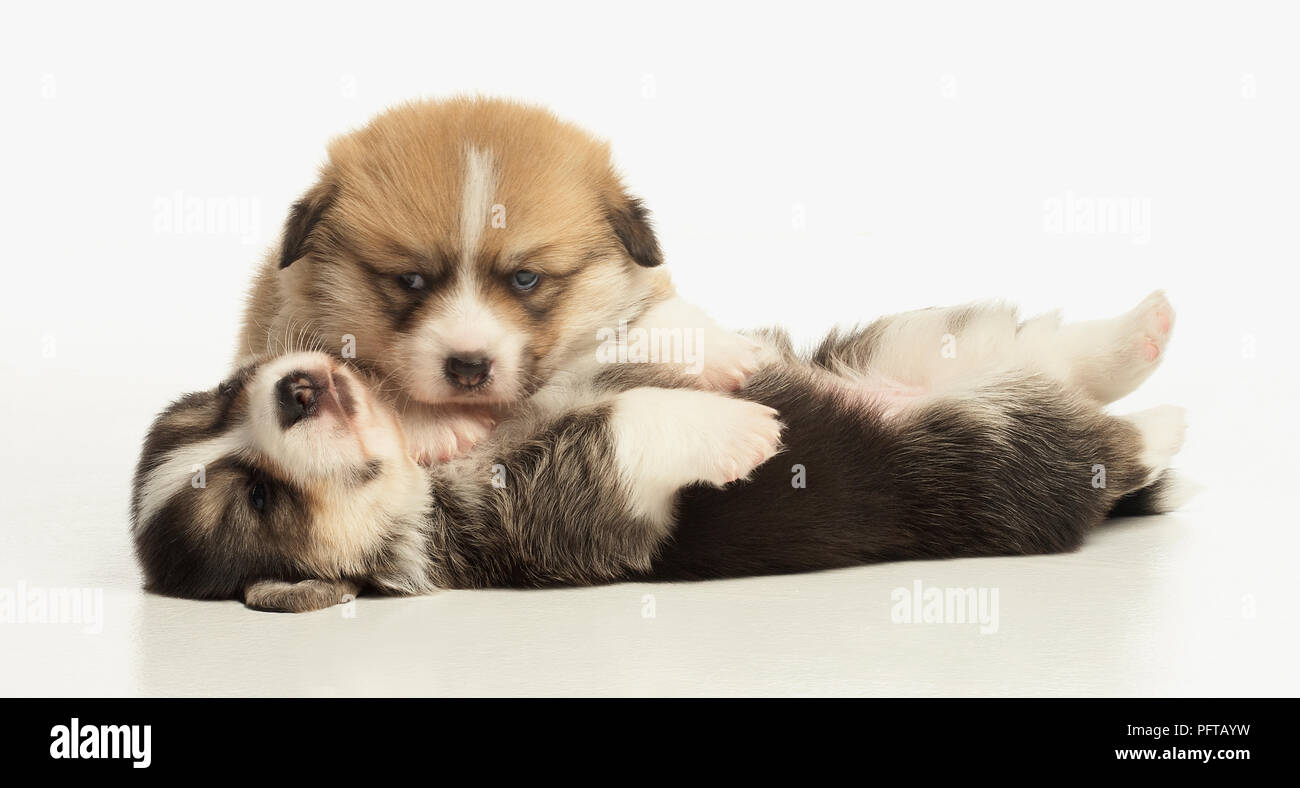 I cuccioli sdraiato insieme Foto Stock