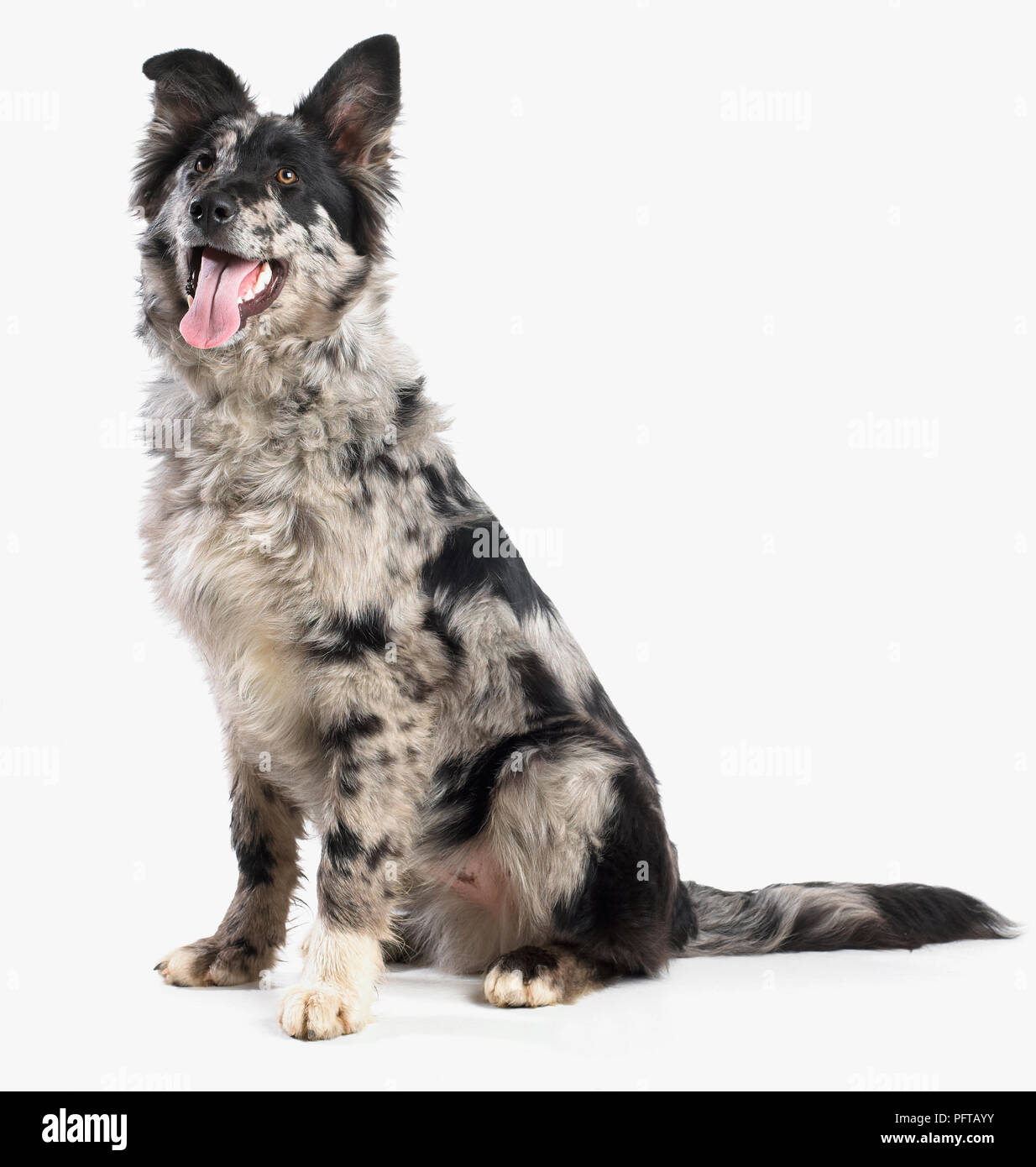 Pastore Tedesco Border Collie croce, 4-mese-vecchio Foto Stock