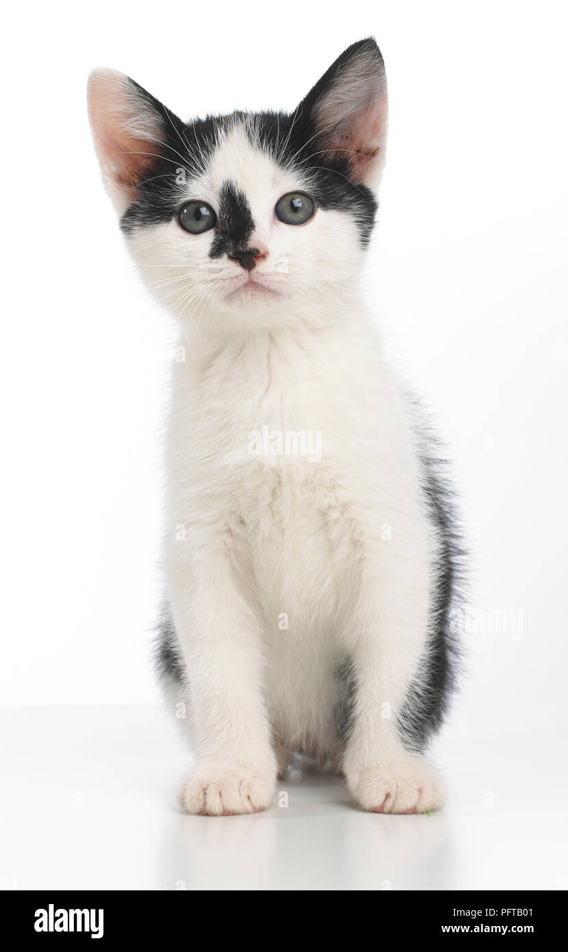 Bianco e nero gattino, 8 settimane Foto Stock