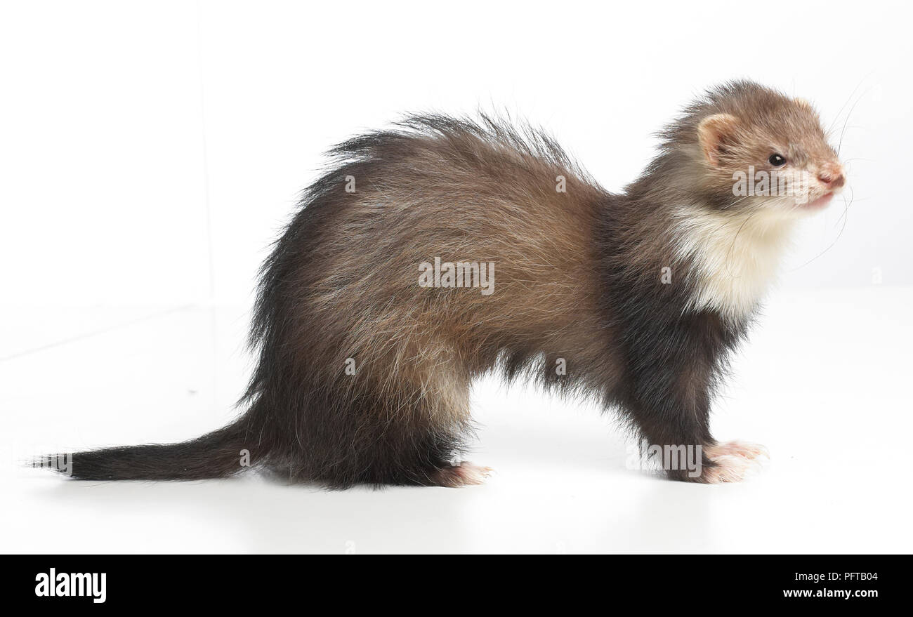 Ferret (Mustela putorius furo), giovane Angora Ferret, 14-week-vecchio Foto Stock