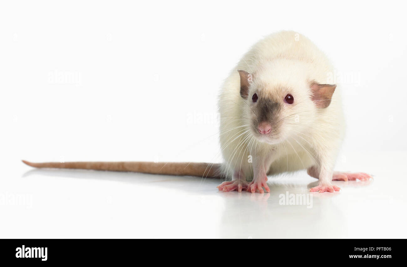Dumbo rat, pet rat Foto Stock