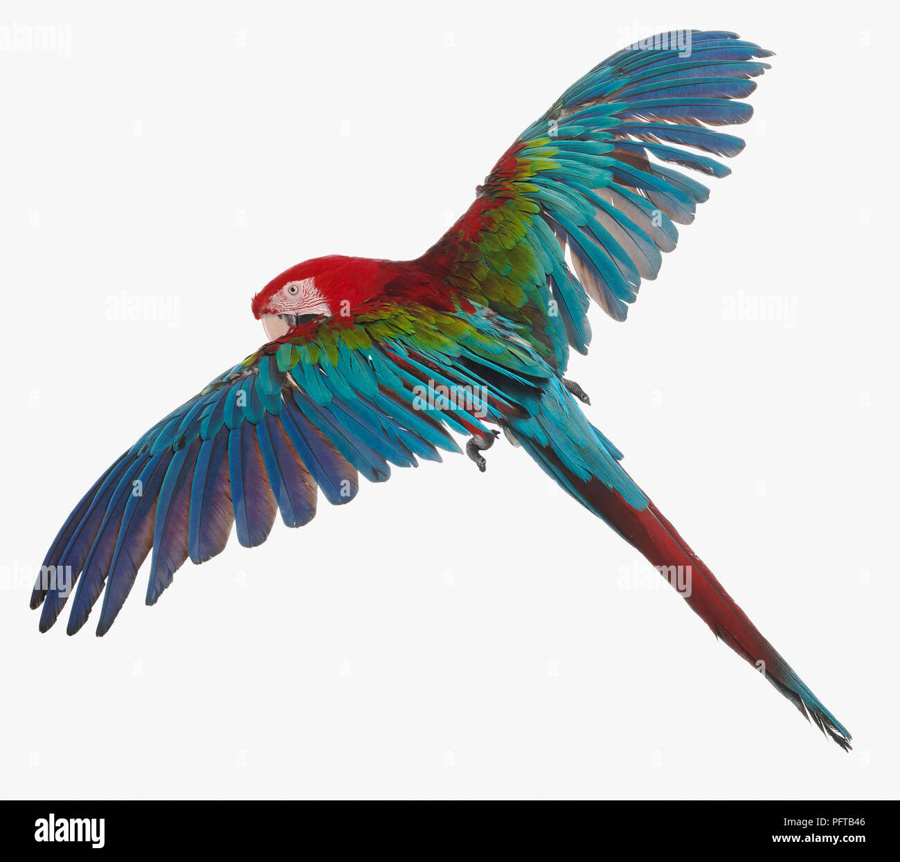Verde-winged Macaw, rosso-verde Macaw (Ara chloropterus), Parrot Foto Stock