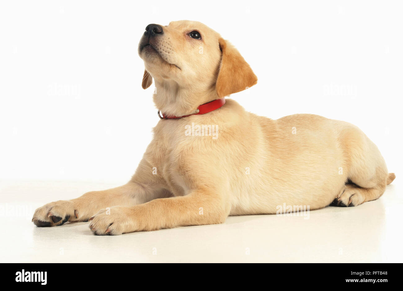 Il Labrador cucciolo di seduta Foto Stock