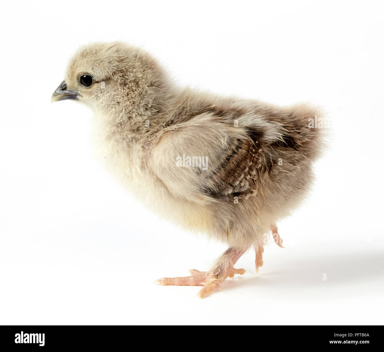 Pekin pulcino Foto Stock