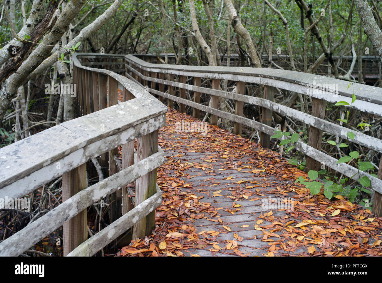 Tortuoso Boardwalk in legno Coperto di Foglie Cadute nelle Everglades, Florida, Stati Uniti Foto Stock