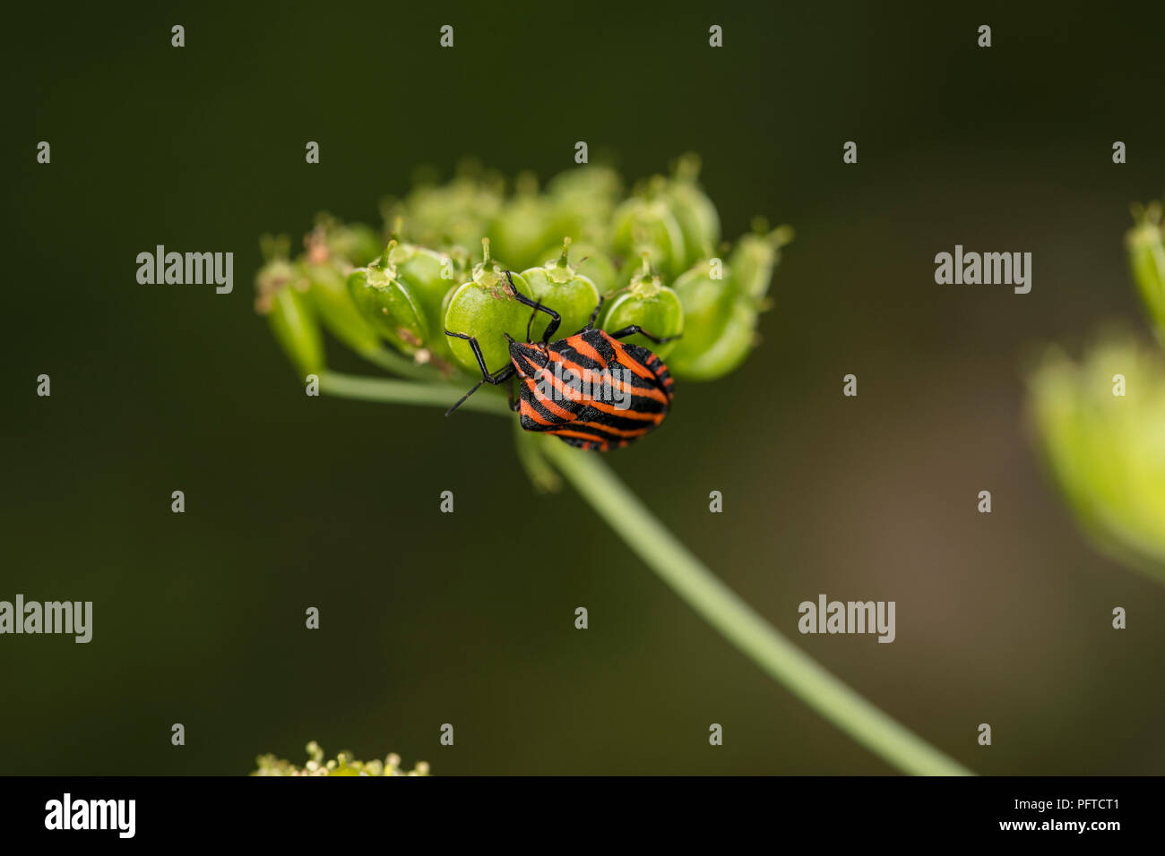 Colorfull bug si arrampica sulla pianta verde Foto Stock