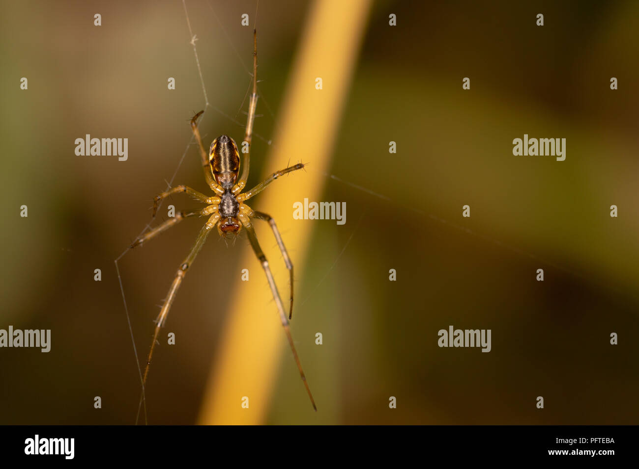 Macro shot della parte inferiore di una comune Sheetweb spider off-center. Foto Stock