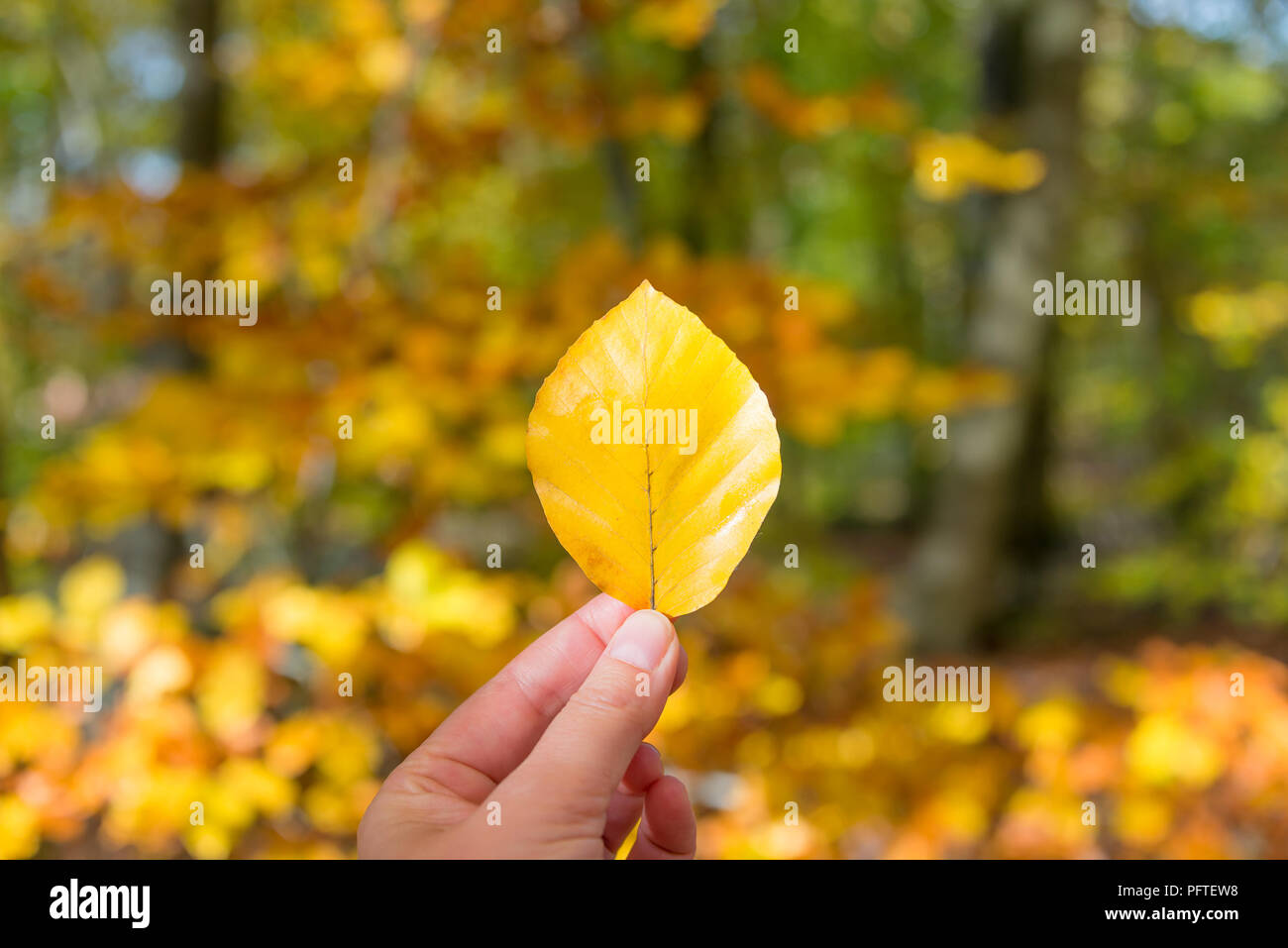 Mano che tiene un giallo foglie autunnali, sfocate sullo sfondo della foresta Foto Stock