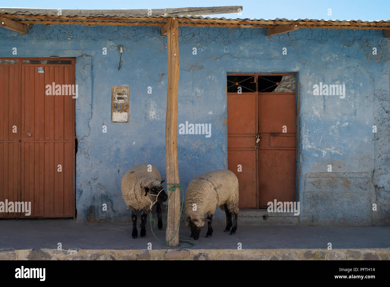 Funny pecore sul portico anteriore, Colca Valley, Perù Foto Stock