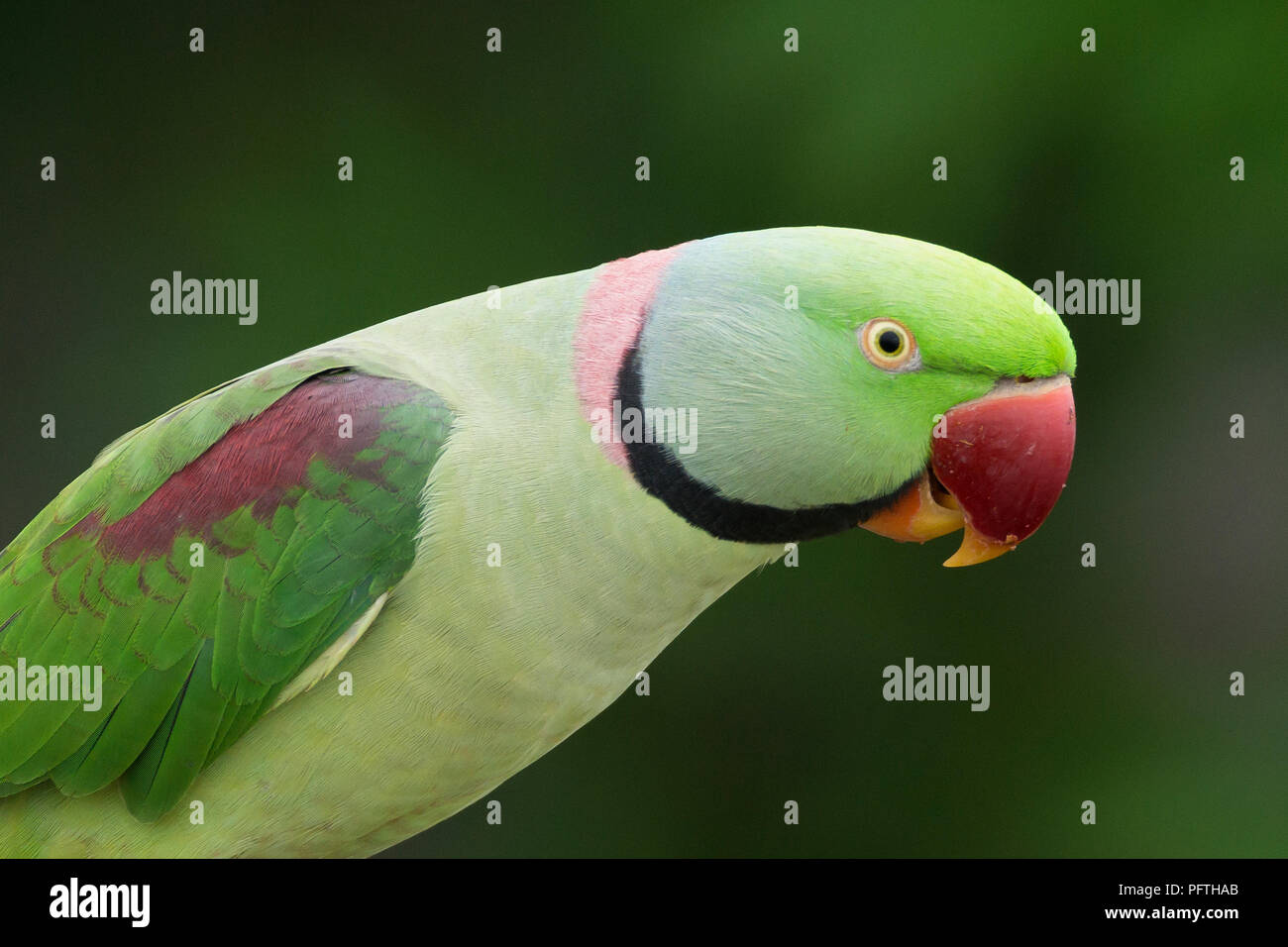Parrocchetto alessandrino (Psittacula eupatria) Gujarat, India Foto Stock