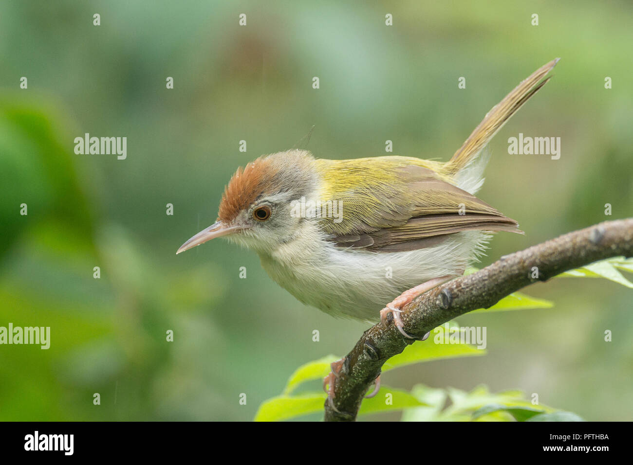 Comune (Tailorbird Orthotomus sutorius) Foto Stock