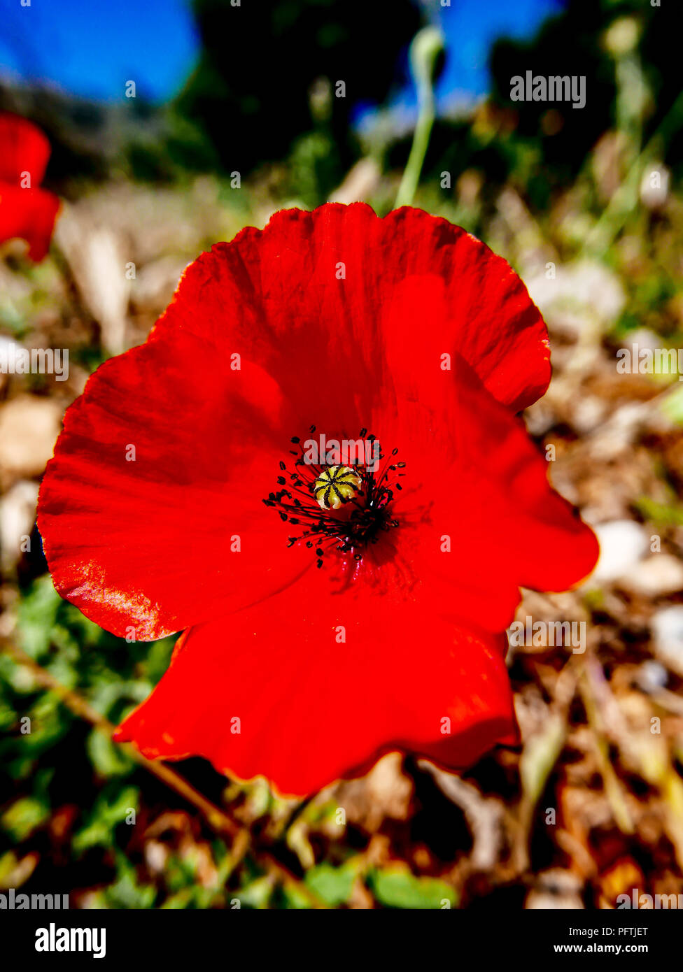 Ricordo fiore di papavero in rovine, Symi, Grecia Foto Stock