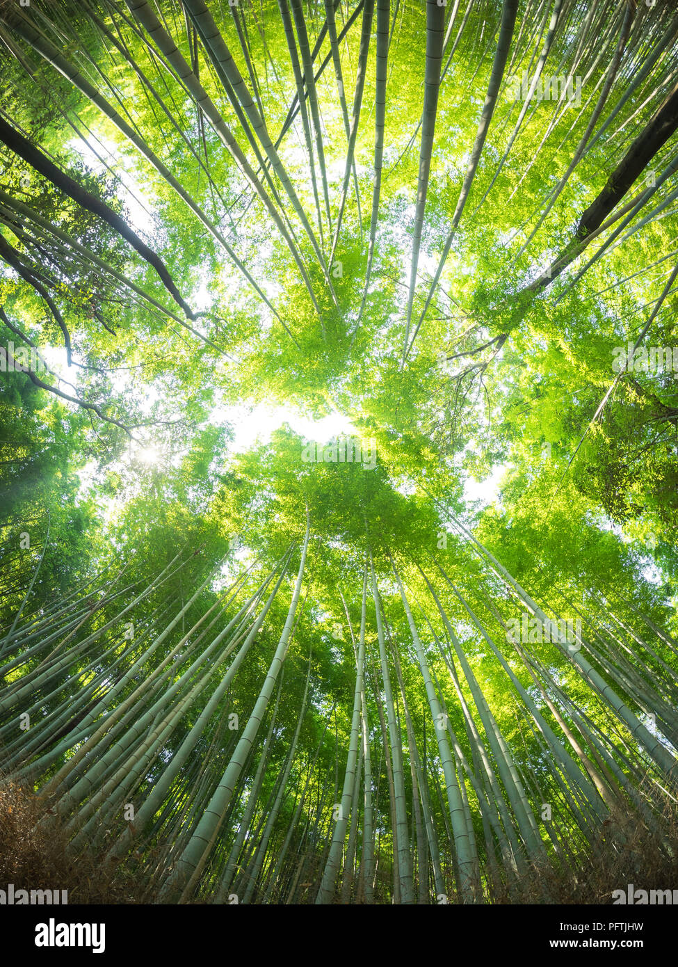 Un obiettivo fisheye, un ampio angolo di visione del Sagano Foresta di Bamboo (Arashiyama Boschetto di bambù), una popolare attrazione di Arashiyama, Kyoto, Giappone. Foto Stock