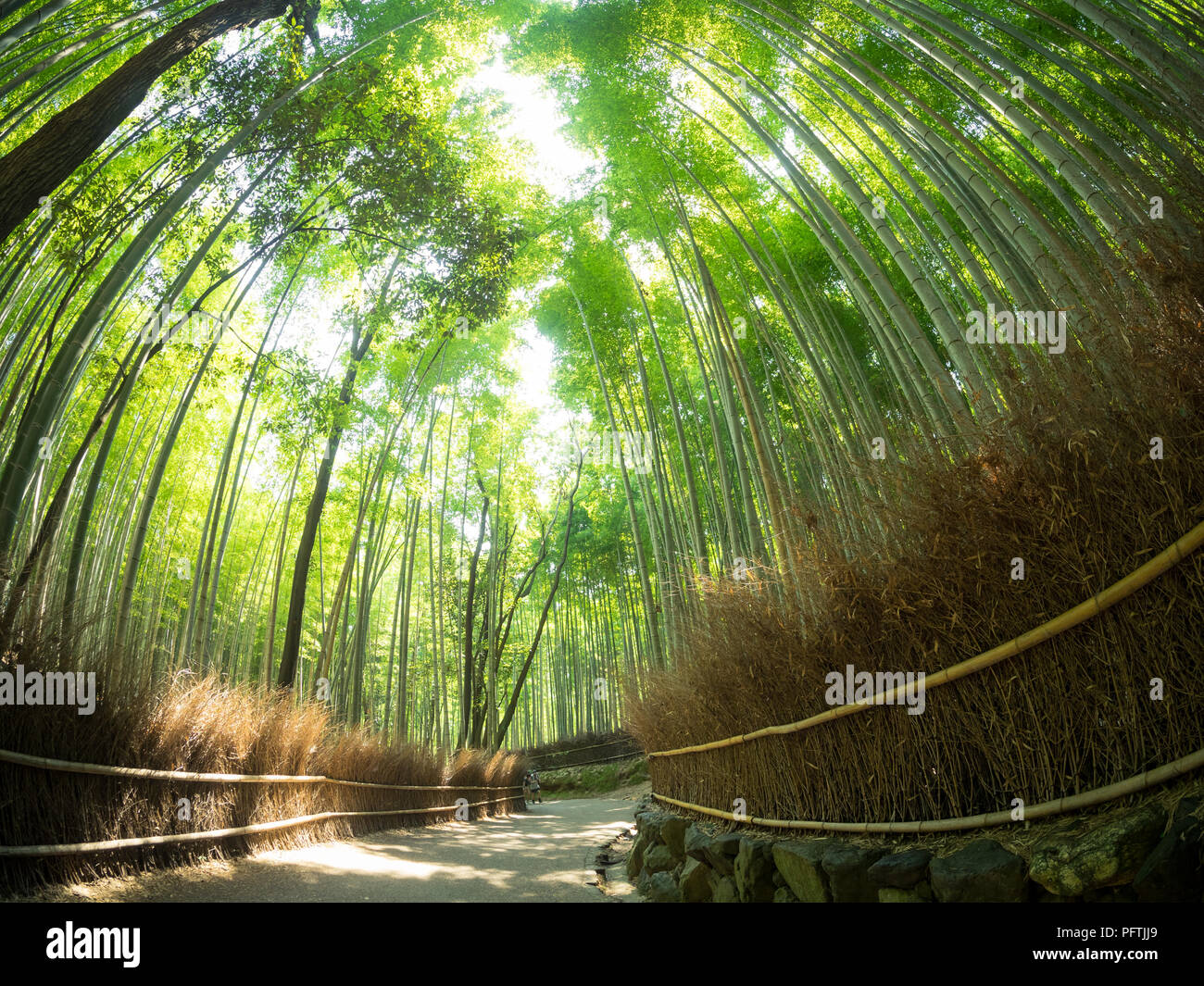 Un obiettivo fisheye, un ampio angolo di visione del Sagano Foresta di Bamboo (Arashiyama Boschetto di bambù), una popolare attrazione di Arashiyama, Kyoto, Giappone. Foto Stock